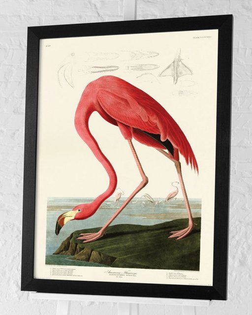 Beadle Crome Interiors American Flamingo