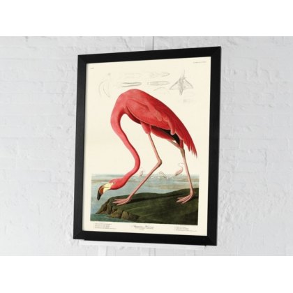 American Flamingo American Flamingo
