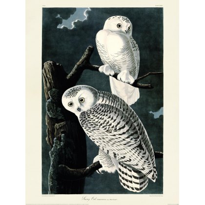 Snowy Owl Wall Art Snowy Owl Wall Art