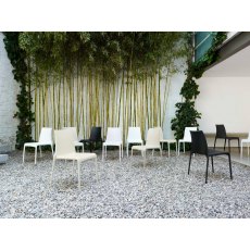 Petra Indoor/Outdoor Chair