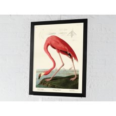 American Flamingo