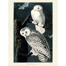 Snowy Owl Wall Art