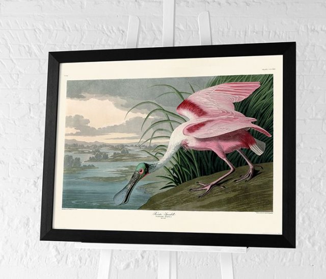 Beadle Crome Interiors Special Offers Roseate Spoonbill