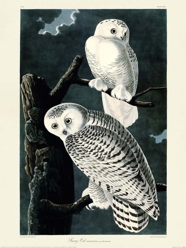 Beadle Crome Interiors Special Offers Snowy Owl Wall Art